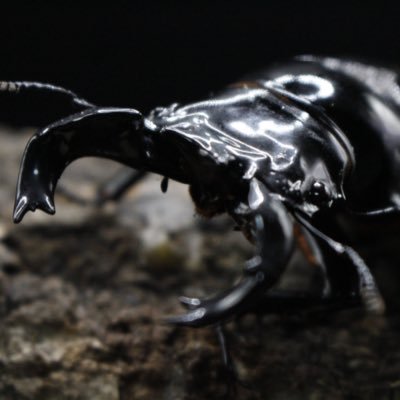 KabuKuwagata315's profile picture. 虫アカウント作りました🥳 無言フォロー失礼します🙇‍♂️ ﾌﾞﾘｰﾄﾞ【 ﾀﾗﾝﾄﾞｩｽ / ｽﾏﾄﾗ / ﾊﾟﾗﾜﾝ / ｶﾏﾘﾈｽ / ﾍﾗ / ﾆｼﾞｲﾛ 】