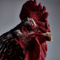 Marcel & Co. (@chickens) 's Twitter Profile