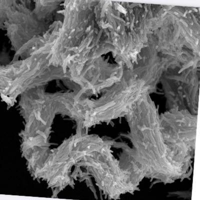 Research Lab at Washington University School of Medicine studying Mycobacterium tuberculosis pathogenesis.