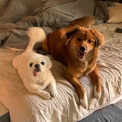 dogTV시청자. 정수주 정창석 아침밥주고 태태시키는 사람🐕🦮🐕🦺🐖🌞 니나귀(니새끼나도귀엽다)70회 출연자