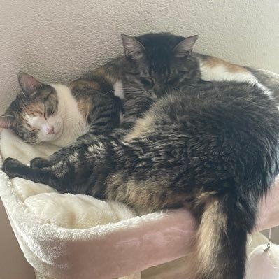 #ondeugend #altijdhonger #lief😻 3 banjers Beertje Sammie en Guusje😻