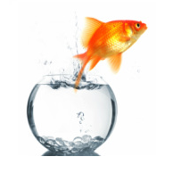 Professional Business Coaching for Veterinary Practice Owners. Follow us for the daily Business Coach Tip of the Day.