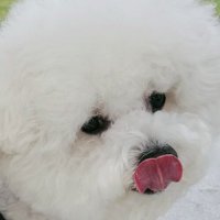 참나 (@___chamna) 's Twitter Profile Photo 참나 (@___chamna) 's Twitter Profile Photo