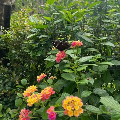 aqua720063kevin's profile picture. 唯真不破