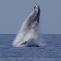 Chak (@chaker75) 's Twitter Profile