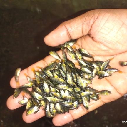 Khan fish & seed supplier
All fish seed available.
All over india delivery.
Contact - 8001010040, 8116720570