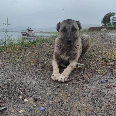 Kurtarılmış sokak çocukları için yuva ve uçuş gönüllüsü arıyorum ❤️