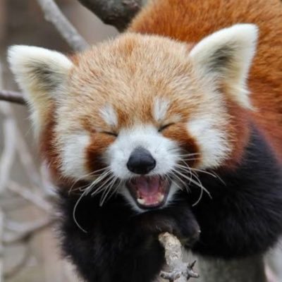 kaikaminoshojo's profile picture. 妖精さんだから