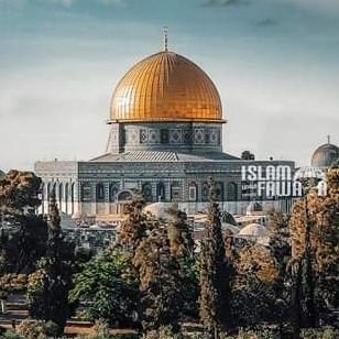 T_Khalifeh2022's profile picture. 