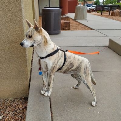 BurkholderBJ's profile picture. CDN..Born Toronto
Grew up a Scarborough kid 1960-70s. Denver. Now Albuquerque NM. A 5km competitor Nation Senior Games 2023 My mixed breed Siberia Husky Hoagie