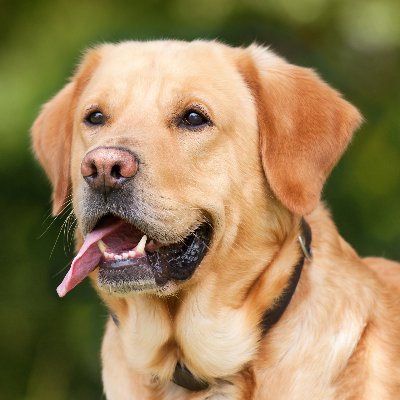 Labrador_lover1 Profile Picture