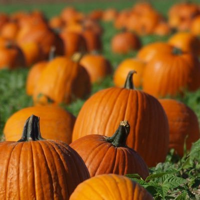 rain_on_pumpkin's profile picture. i pumpkins. planter of a lemon tree. the last of us. musician who’s tired