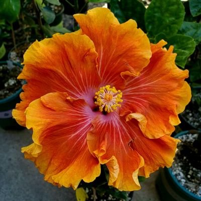 VietAdonis91's profile picture. S2S