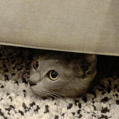 kisaragi79's profile picture. 