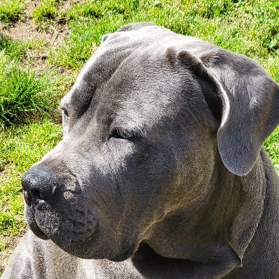 LabrasaurusMom's profile picture. Mother of dogs, cats and a human
sarcasm & irony are my mantra. fav season =Fall of the Patriarchy.  OG South Jersey girl-known 45's been a con since the 80s