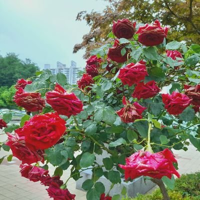 gimjubin1's profile picture. .