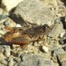 Balkan Orthoptera (@BalkanOrtoptera) Twitter profile photo