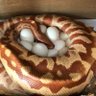 VetMoja's profile picture. 爬虫類、植物を育てて殖やすを楽しんでます🐍🪴ブラッドパイソン、ボールパイソン、ホシニラミスナボアetc. インスタは万年青メイン