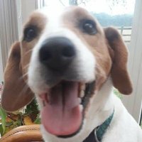 Cyberbeagle (@cyberbeagle1) 's Twitter Profile