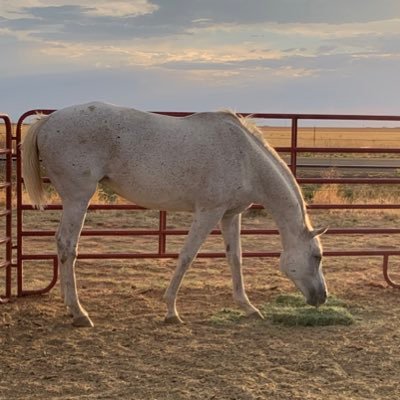 JeannetteSpirit's profile picture. If U haven’t done your research don’t ask me to do it for U! ⛔️ NO DMs, turn off LameStream Media! USAF Veteran, deleted by Twatter