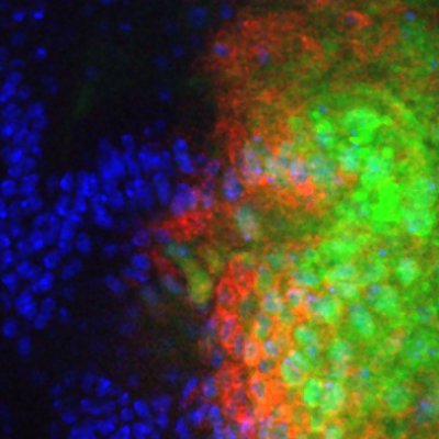 Worley Lab @ UVa! Investigating the genetic pathways that regulate regenerative growth and repatterning!