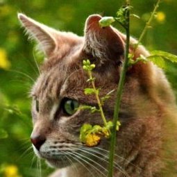 n2873y7545's profile picture. 家庭菜園やってます/料理/猫が好き/心に刺さった名言をつぶやきます/興味のある方と語れるとうれしいです/無言フォロー失礼します