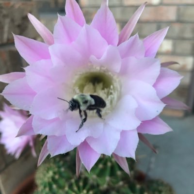 Allison23161711's profile picture. I love Kitty cats 🐈