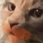 nevernoteven1ce's profile picture. what