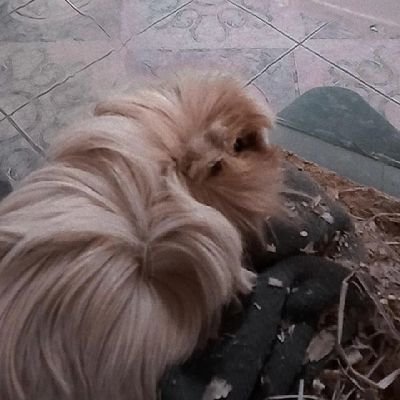 AngelinaMonti17's profile picture. Soy común y corriente