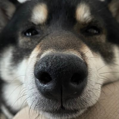 munxmun's profile picture. 花粉こええ