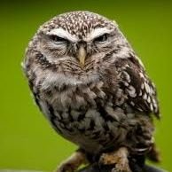 TheLawyerOwl Profile Picture