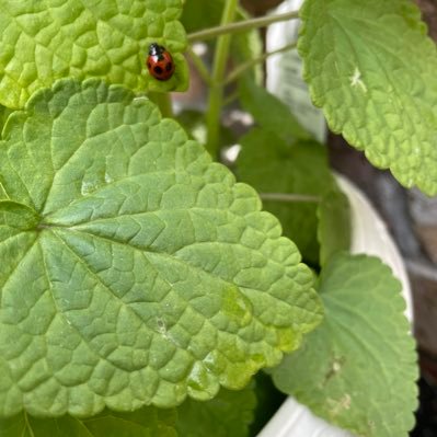 e8cloQ9QZ687bzE's profile picture. ウリエルからchiemi1111に名前かえました。よろしくお願いします。