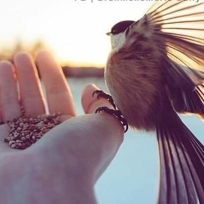 Dollphin25's profile picture. Rule #1 Always Thank God for all the blessings even if it is small 🦋