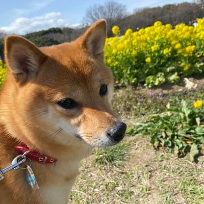 LovePie95705293's profile picture. 歌うことは生きること🍀
平和な世の中を願って心を込めて歌います😌
愛犬ポロﾁｬﾝ(雌5歳)もヨロシク🐕🐾
アコギ弾き語り🎸🎶
DMは見ません❌
https://t.co/96ImmblONw

#Love＆Peace
#愛の欠片
#アコギ弾き語り
#歌うことは生きること
#たけうちーむ