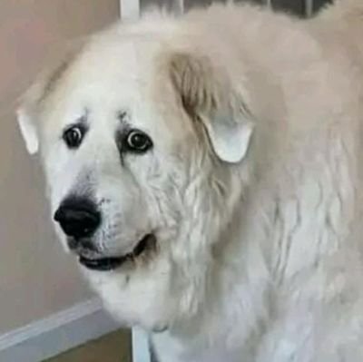 Dr_Printo's profile picture. 