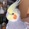 vuUQA5P1cxzipAa's profile picture. オカメインコ(ぴぴ2008.4〜)に毎日癒されています。子供の頃から鳥が大好き。時々、ヨーロッパコノハズク(ぱち)が来ます。
