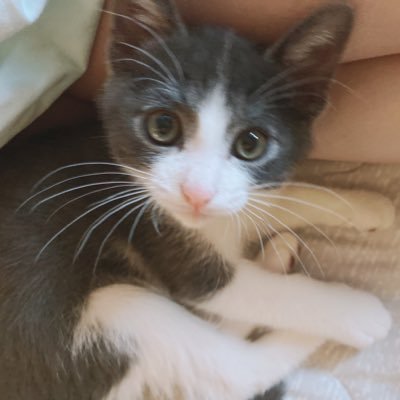 mirobiyori's profile picture. 2022年4月16日生まれ / グレー×しろ ハチワレ♂(雑種)もらいねこさん ミロくん🐱🩵2020.08.07むに🐶2022.07.27とわ(永遠)くん🐶虹の橋へ…🌈 2022.10.19生まれ 3代目キャバといちゃん🐶🎀 #犬派というよりキャバリア派 🐶 キャバリアが大好きなアラサー女です🍀