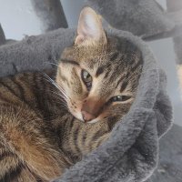 groot (@groothecat) 's Twitter Profile