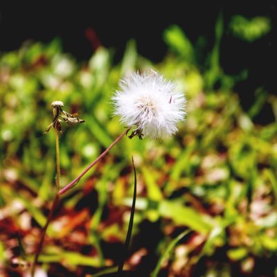 astermen1219's profile picture. 今日本語を勉強している。アニメや声優が大好きだよ！腐女子だね。FGO垢は735,382,515。DMをどうぞ。