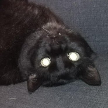 Comrade Titten 🐾さんのプロフィール画像