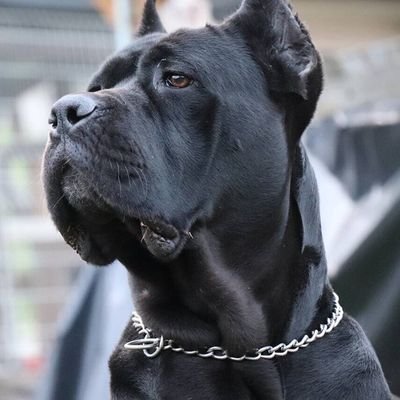Jeff_G_thuo's profile picture. Geospatial Eng 4th  / Pawns /