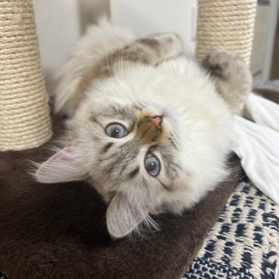 nemnemさんのプロフィール画像