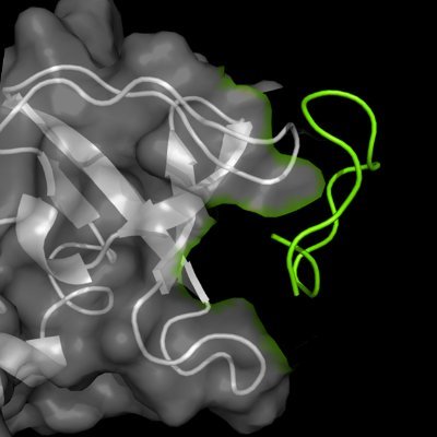 Studying and inhibiting protein-protein interactions, encompassing peptide and protein chemistry, biophysics, and chemical biology. @HebrewU