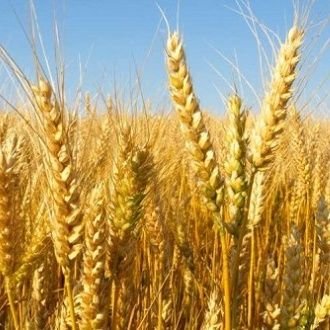 Paulinedeswart's profile picture. Partage