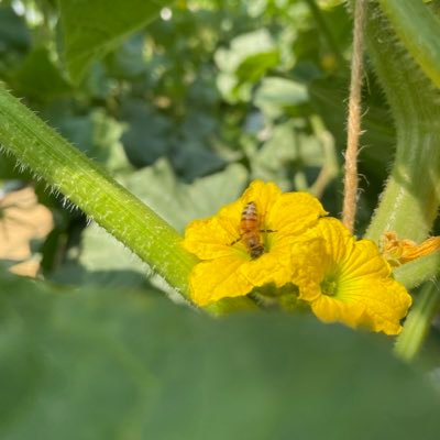 IoKRLagnZVRxC7t's profile picture. サッカー×農業/25歳