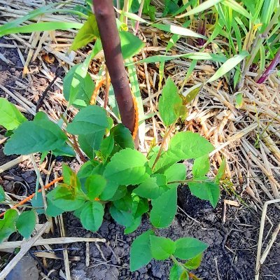 A twitter for Dundee's 2 Wee Forests! Check back for details of Wee Forests events and info. https://t.co/412BK8HAnz