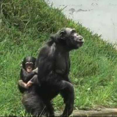 DebraCalabrese1's profile picture. 