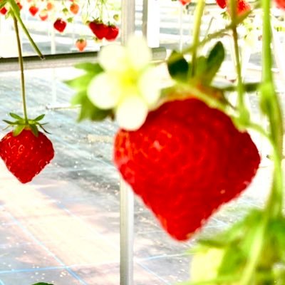 2019R2's profile picture. 食べブログは続かないのTwitterで。美味しいモノ探しの垢/そっとフォロー失礼します。　F/B/Rご自由にどうぞ ※美味しかったら美味しいって言います☺️