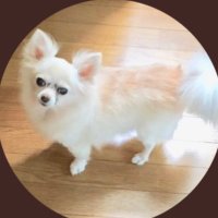 くぅまむ🍚(@ninonino0617) 's Twitter Profile Photo