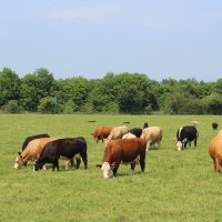 Catherine Smith (@foxholesfarm) 's Twitter Profile